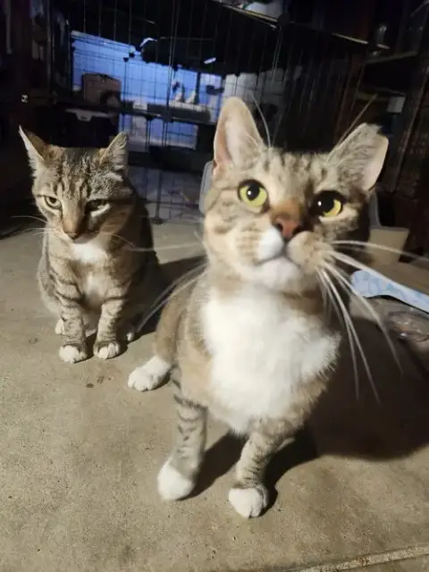 Bert And Ernie photo 2