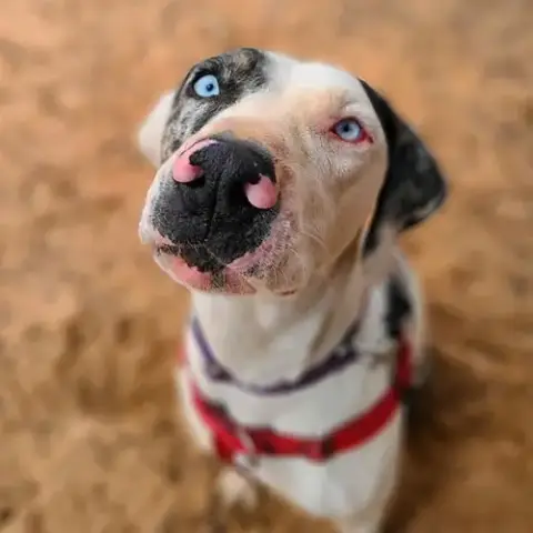 Frankie photo 4