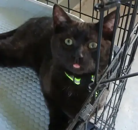 Coal