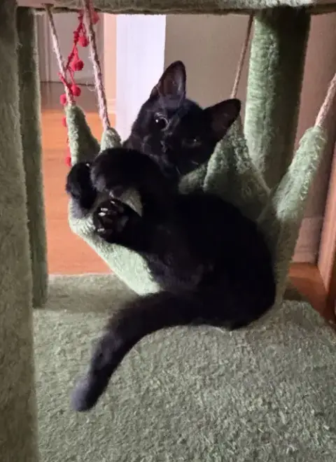 Binx photo 2
