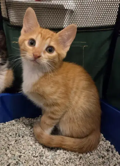 Charlie