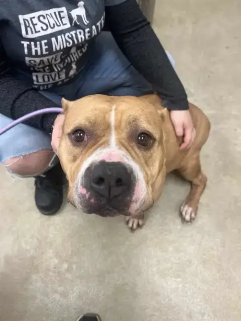 Honey Bun-$75 Adoption Fee! Diamond Dog! photo 3