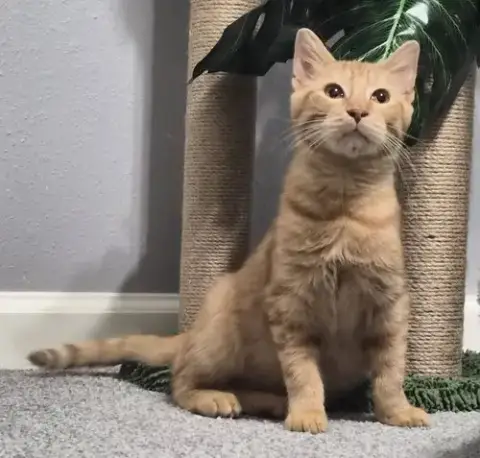 Rusty #Friendly-Ginger-Boy photo 2