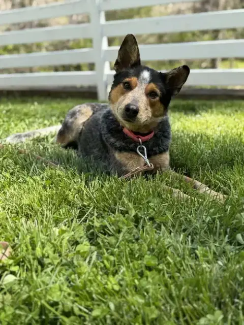 Allie: Not At Shelter photo 2