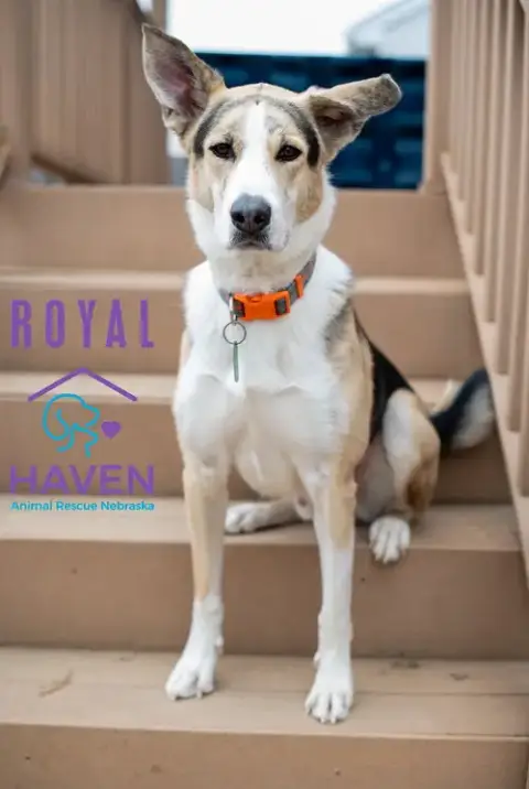 Royal photo 4