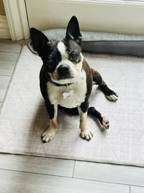 Molly photo 2