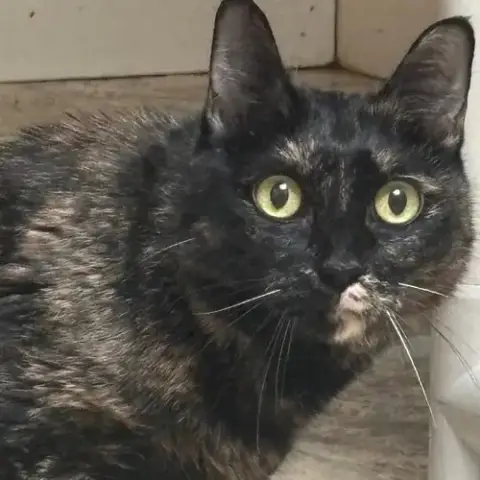 Harriet