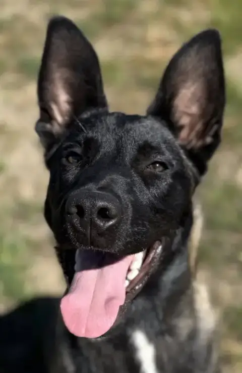 Nero photo 2