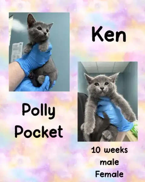 Polly Pocket