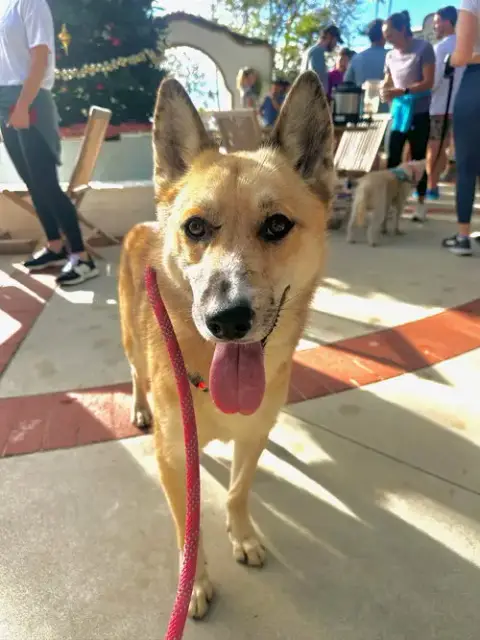 Foxy photo 3