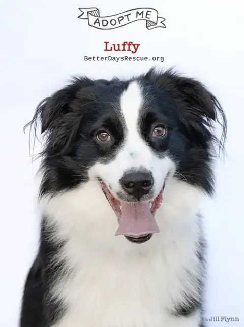 Luffy