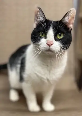Kitty