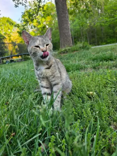 Willow photo 2