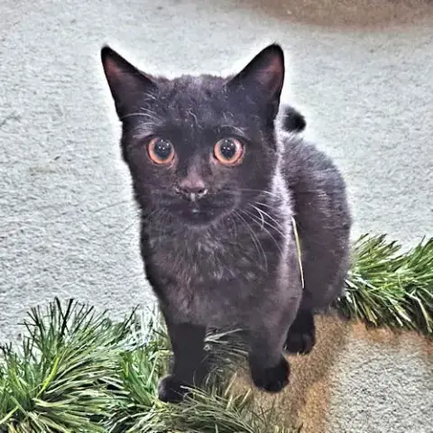 Darby