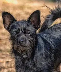 Nac'S Kenny Tx photo 3