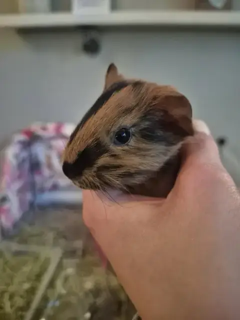 Mabel photo 5