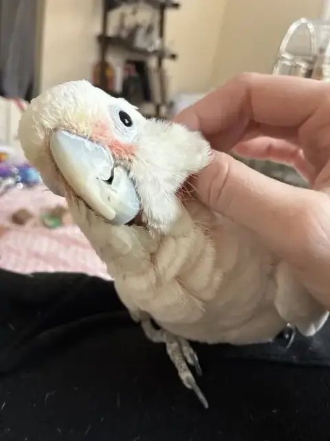 Peanut photo 2