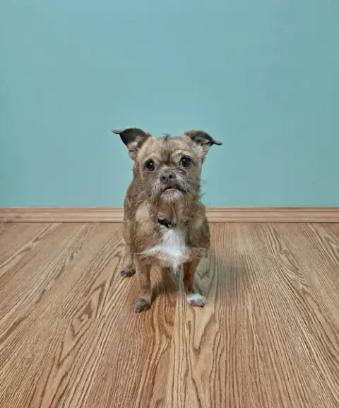 Ollie photo 2