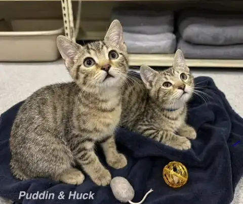 Ss Kitties photo 2