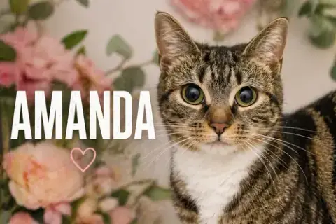 Amanda photo 3