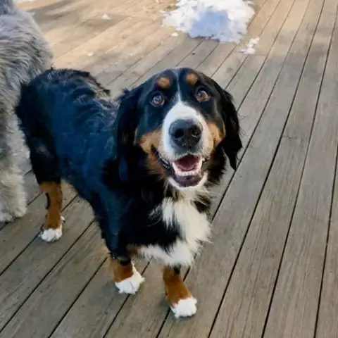 Trixie photo 4
