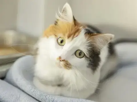 Huahua