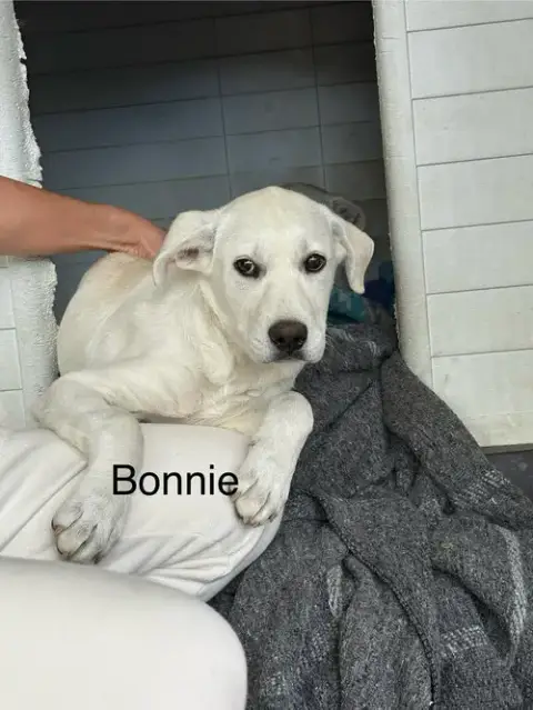 Bonnie photo 2