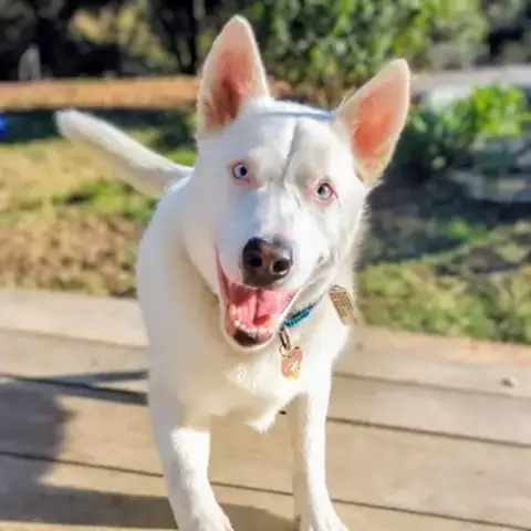 Paloma