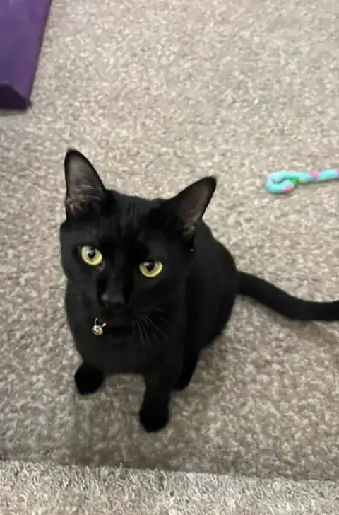 Sylvestor