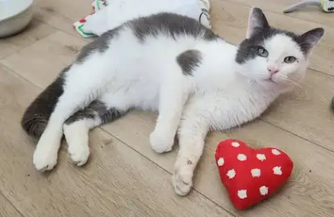 Sweet Fang