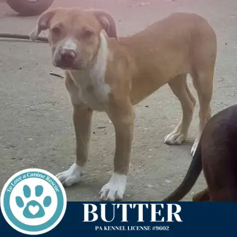 Butter photo 4