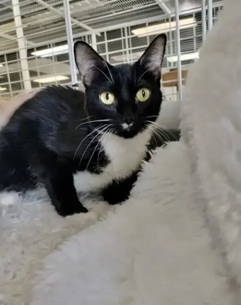 Kitty photo 4