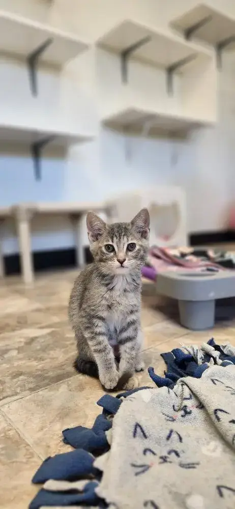 Kitten 27596