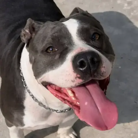 Leila