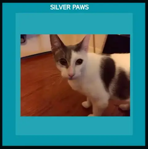 Chance The Cat