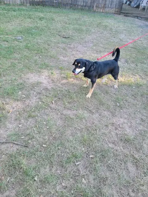 Oliver photo 2