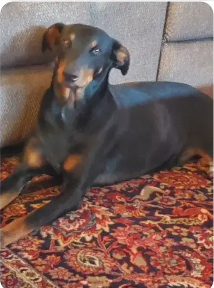Dieter