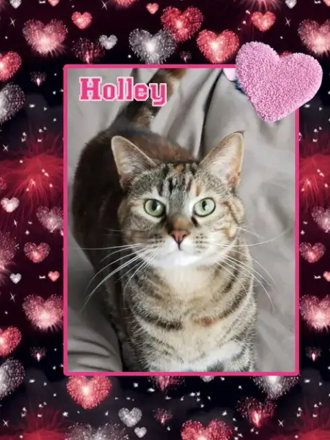 Holley photo 4