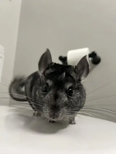 Wilbur