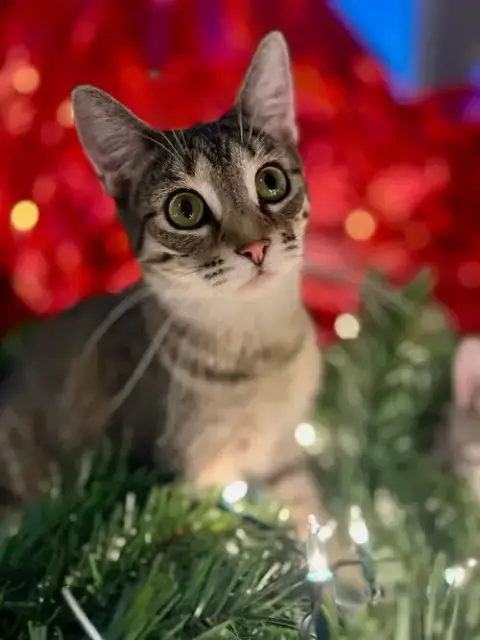 Kit Kat
