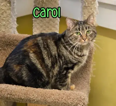 Carol photo 3