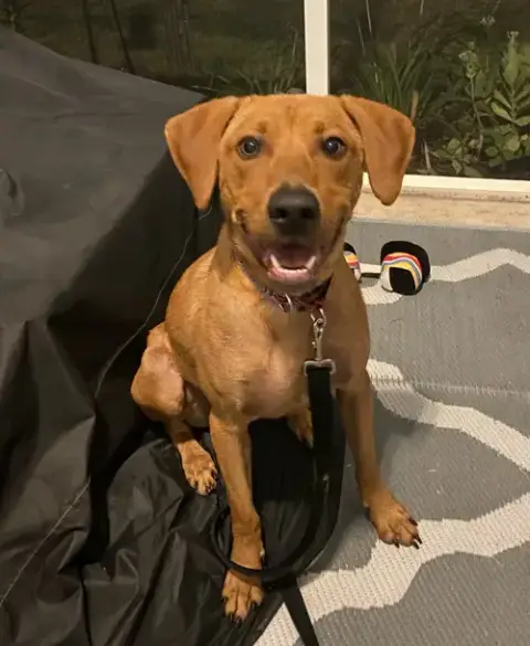 Rockie Hound