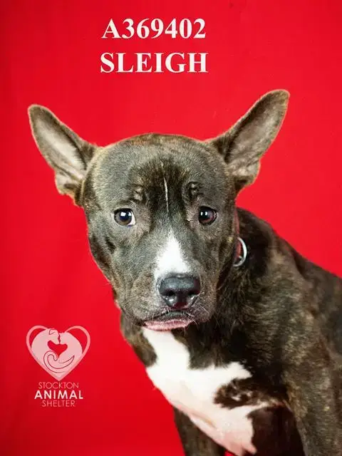 Sleigh