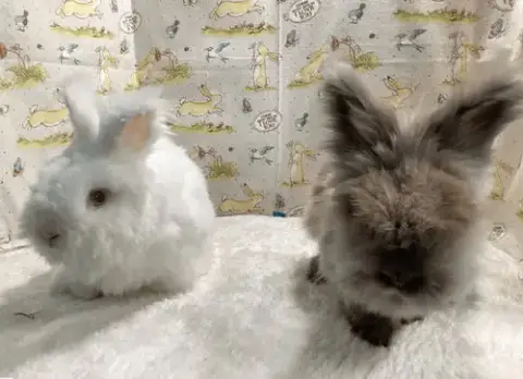Apollo And Snowball photo 2