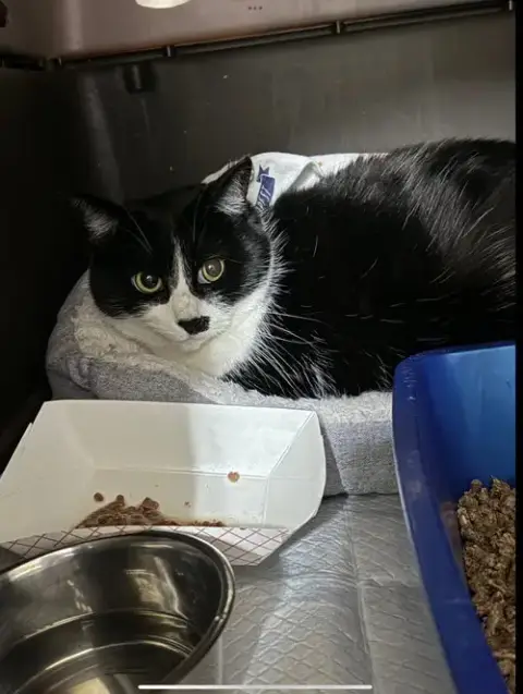 Oreo
