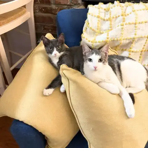 Narc & Decoy