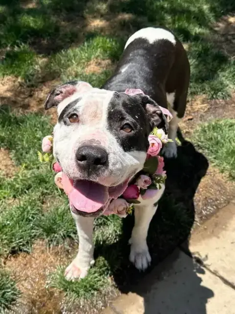 Clarabelle photo 3