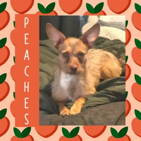 Peaches