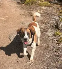 Hazel
