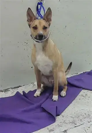 Shakti